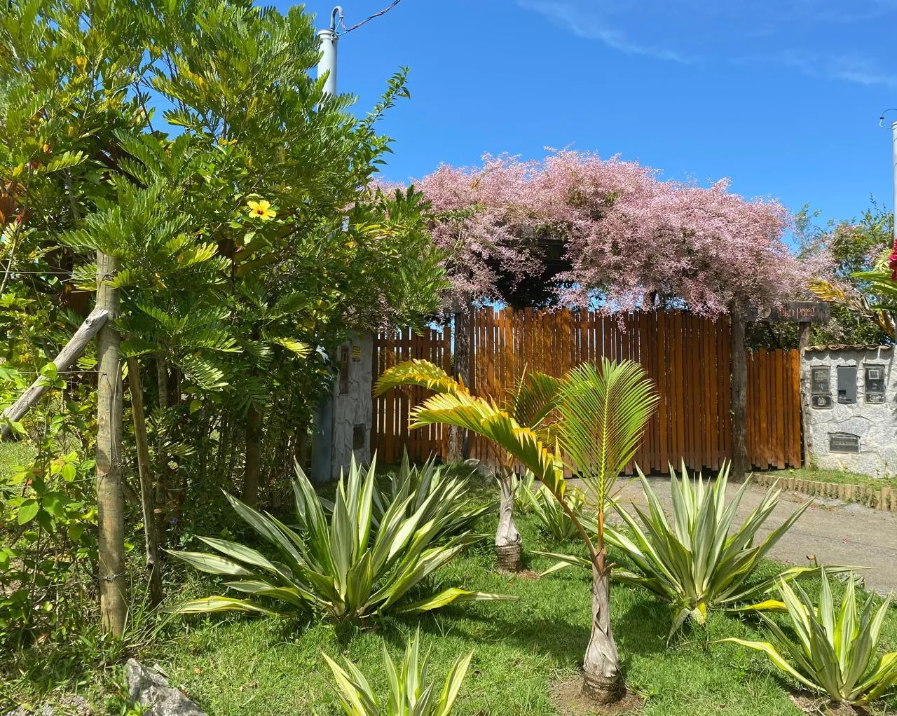Canteiro com agaves, palmeiras e primavera florida